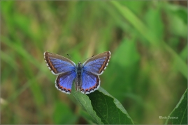 <p>MODRÁSEK JETELOVÝ (Polyommatus bellargus) jižní Morava - Poudřanská step --- /Adonis blue - Himmelblauer Bläuling/</p>
